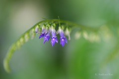 Rhynchoglossum notonianum